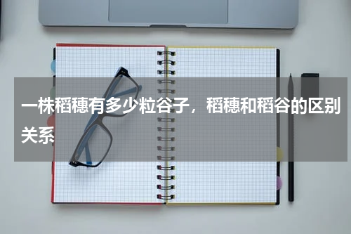 一株稻穗有多少粒谷子，稻穗和稻谷的区别关系