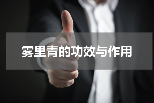雾里青的功效与作用
