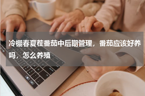 冷棚春夏茬番茄中后期管理，番茄应该好养吗，怎么养殖