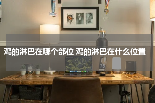 鸡的淋巴在哪个部位 鸡的淋巴在什么位置