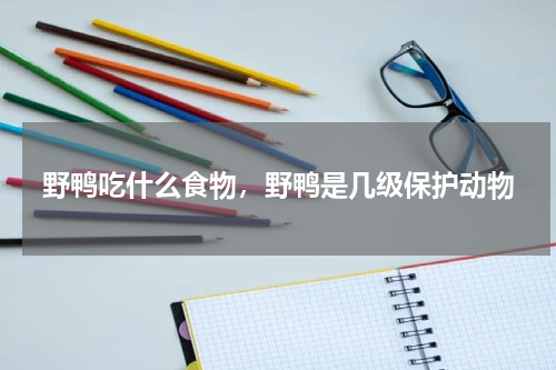 野鸭吃什么食物，野鸭是几级保护动物