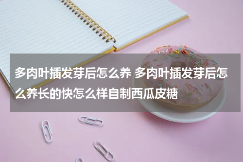 多肉叶插发芽后怎么养 多肉叶插发芽后怎么养长的快怎么样自制西瓜皮糖