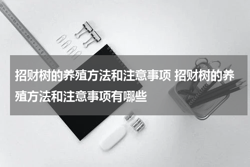 招财树的养殖方法和注意事项 招财树的养殖方法和注意事项有哪些