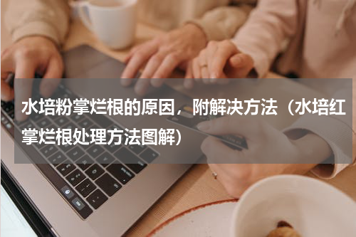 水培粉掌烂根的原因，附解决方法（水培红掌烂根处理方法图解）