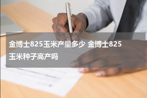 金博士825玉米产量多少 金博士825玉米种子高产吗