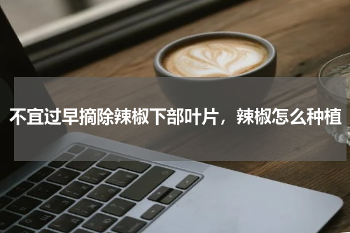 不宜过早摘除辣椒下部叶片，辣椒怎么种植
