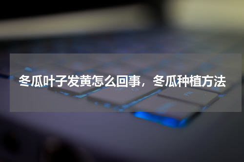 冬瓜叶子发黄怎么回事，冬瓜种植方法