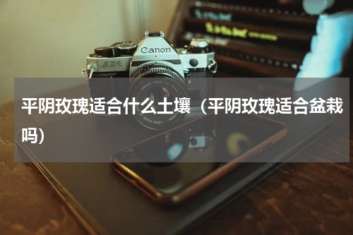 平阴玫瑰适合什么土壤（平阴玫瑰适合盆栽吗）
