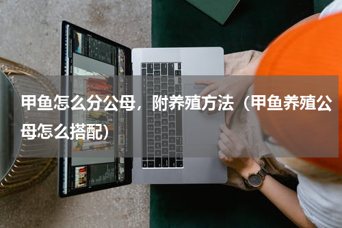 甲鱼怎么分公母，附养殖方法（甲鱼养殖公母怎么搭配）