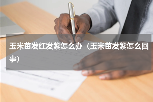 玉米苗发红发紫怎么办（玉米苗发紫怎么回事）
