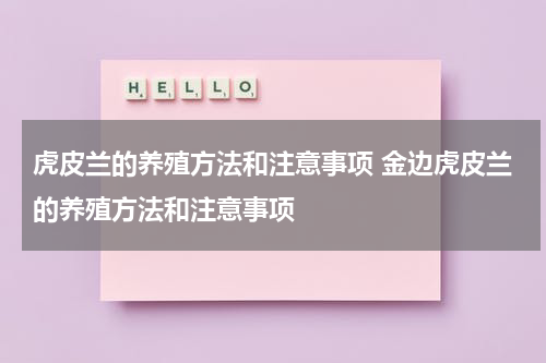 虎皮兰的养殖方法和注意事项 金边虎皮兰的养殖方法和注意事项