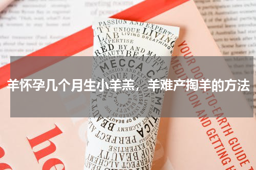 羊怀孕几个月生小羊羔，羊难产掏羊的方法