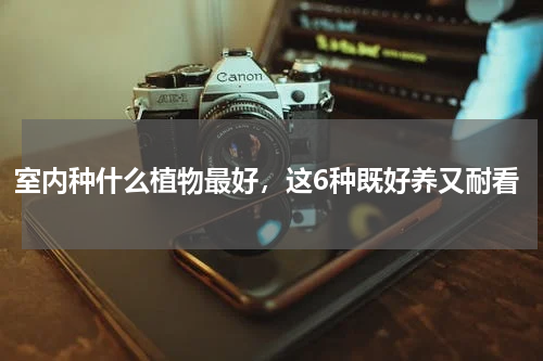 室内种什么植物最好，这6种既好养又耐看