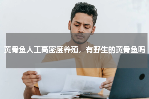 黄骨鱼人工高密度养殖，有野生的黄骨鱼吗