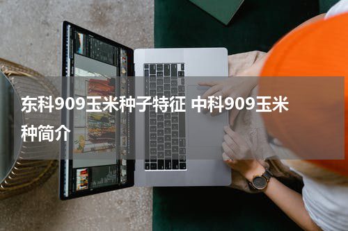 东科909玉米种子特征 中科909玉米种简介