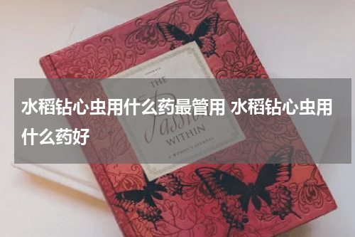 水稻钻心虫用什么药最管用 水稻钻心虫用什么药好