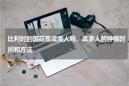 比利时的国花是虞美人吗，虞美人的种植时间和方法