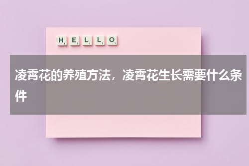 凌霄花的养殖方法，凌霄花生长需要什么条件