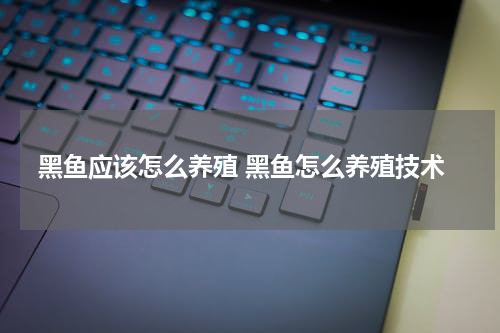 黑鱼应该怎么养殖 黑鱼怎么养殖技术