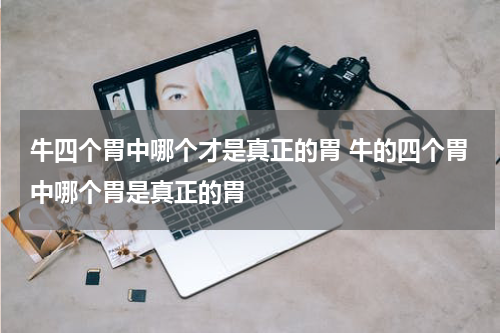 牛四个胃中哪个才是真正的胃 牛的四个胃中哪个胃是真正的胃