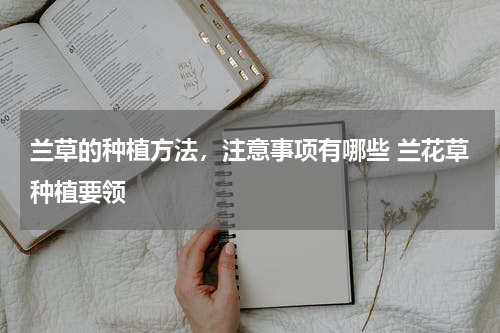 兰草的种植方法，注意事项有哪些 兰花草种植要领