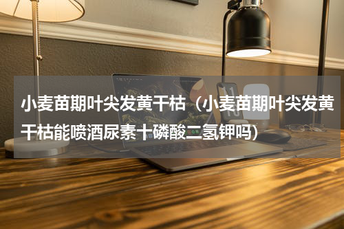 小麦苗期叶尖发黄干枯（小麦苗期叶尖发黄干枯能喷酒尿素十磷酸二氢钾吗）