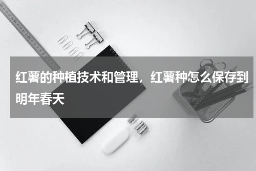 红薯的种植技术和管理，红薯种怎么保存到明年春天