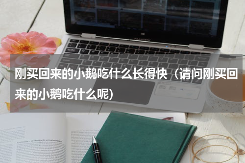 刚买回来的小鹅吃什么长得快（请问刚买回来的小鹅吃什么呢）