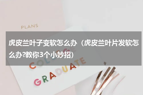 虎皮兰叶子变软怎么办（虎皮兰叶片发软怎么办?教你3个小妙招）