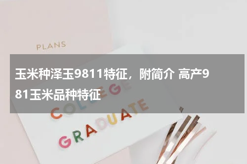 玉米种泽玉9811特征，附简介 高产981玉米品种特征