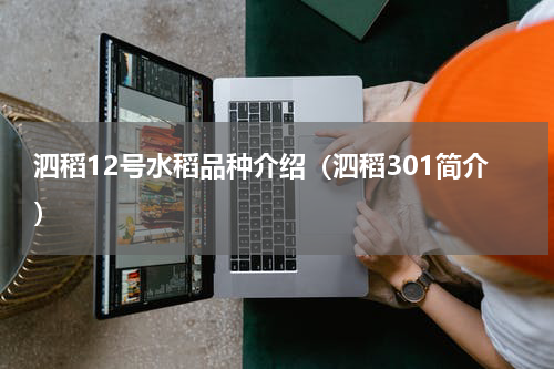 泗稻12号水稻品种介绍（泗稻301简介）