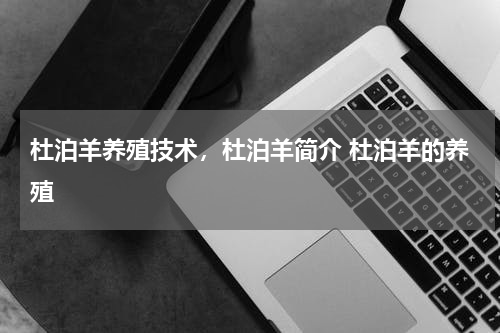 杜泊羊养殖技术，杜泊羊简介 杜泊羊的养殖