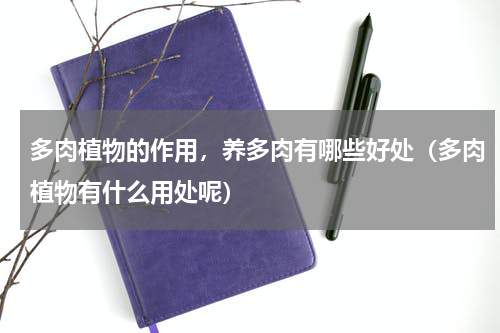多肉植物的作用，养多肉有哪些好处（多肉植物有什么用处呢）