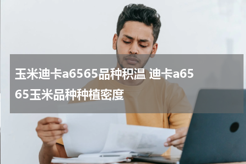 玉米迪卡a6565品种积温 迪卡a6565玉米品种种植密度