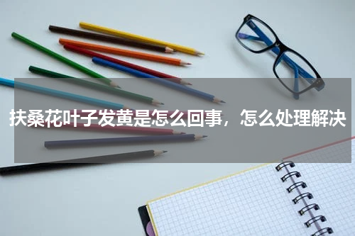 扶桑花叶子发黄是怎么回事，怎么处理解决