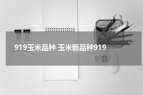 919玉米品种 玉米新品种919