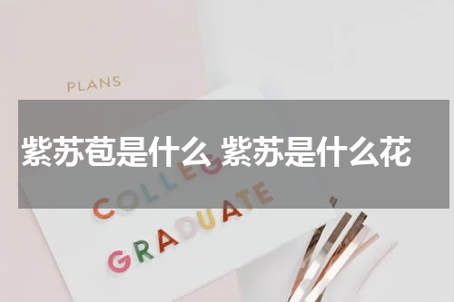 紫苏苞是什么 紫苏是什么花