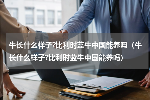 牛长什么样子?比利时蓝牛中国能养吗（牛长什么样子?比利时蓝牛中国能养吗）