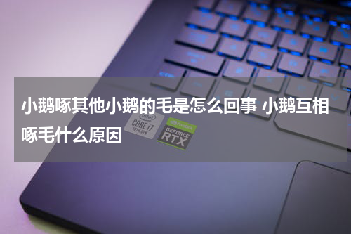 小鹅啄其他小鹅的毛是怎么回事 小鹅互相啄毛什么原因