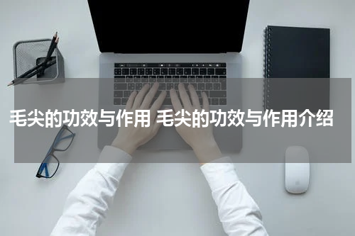 毛尖的功效与作用 毛尖的功效与作用介绍