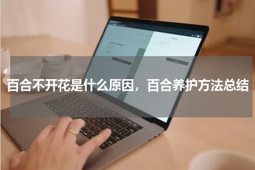 百合不开花是什么原因，百合养护方法总结