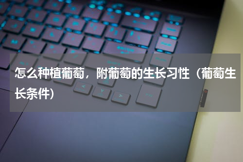 怎么种植葡萄，附葡萄的生长习性（葡萄生长条件）