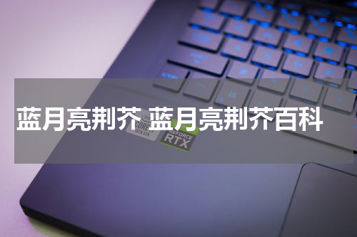 蓝月亮荆芥 蓝月亮荆芥百科