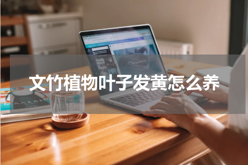 文竹植物叶子发黄怎么养