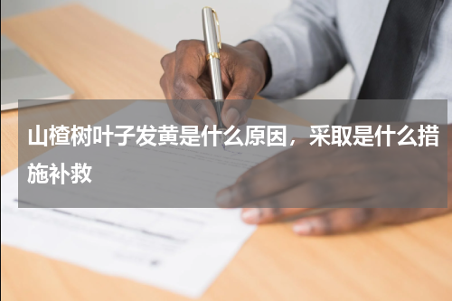 山楂树叶子发黄是什么原因，采取是什么措施补救