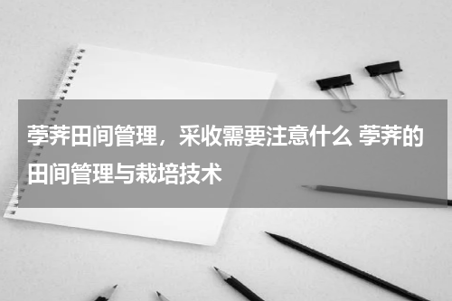 荸荠田间管理，采收需要注意什么 荸荠的田间管理与栽培技术