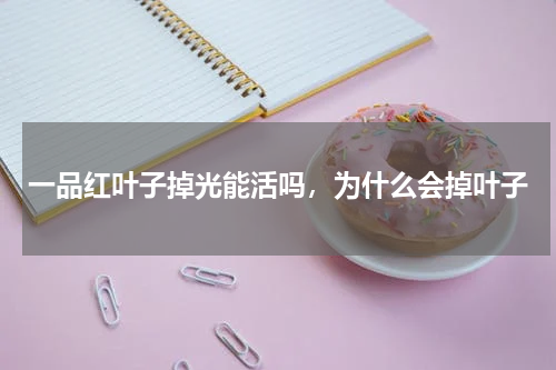 一品红叶子掉光能活吗，为什么会掉叶子
