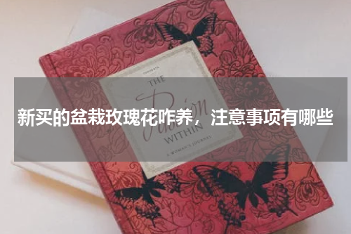 新买的盆栽玫瑰花咋养，注意事项有哪些