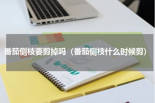 番茄侧枝要剪掉吗（番茄侧枝什么时候剪）