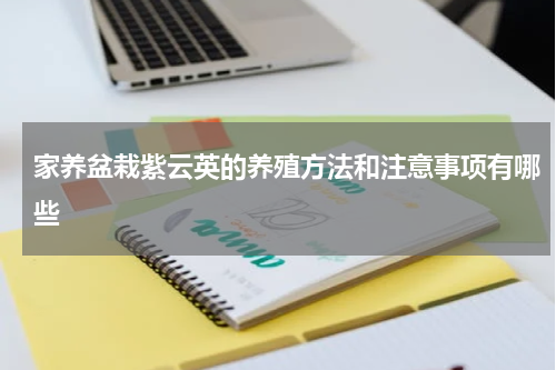 家养盆栽紫云英的养殖方法和注意事项有哪些